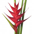 Pink Flamingo Heliconia